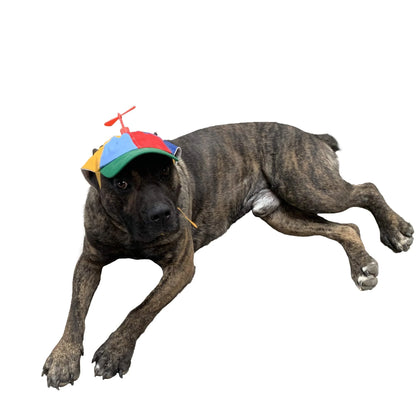 Dog Hats With Funny Propeller（Removable）